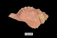 藏品(大象法螺)的圖片